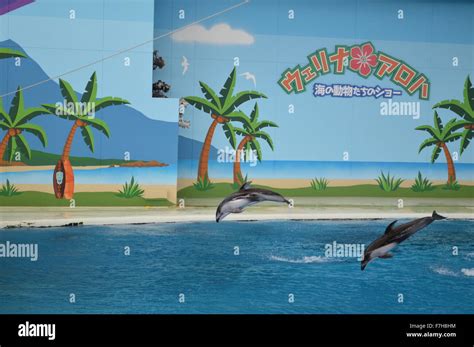  Dolphin Dance: Bir Akışkan Melodinin Dansı ve İç Güneşi Yansıtan Ritmik Bir Şölen